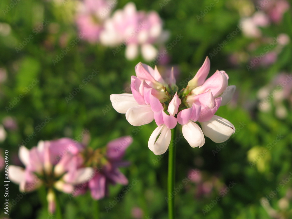 Fototapeta premium Crownvetch (Securigera varia) - pink flowers on the meadow