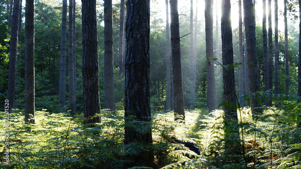 morning in the forest morning in the forest