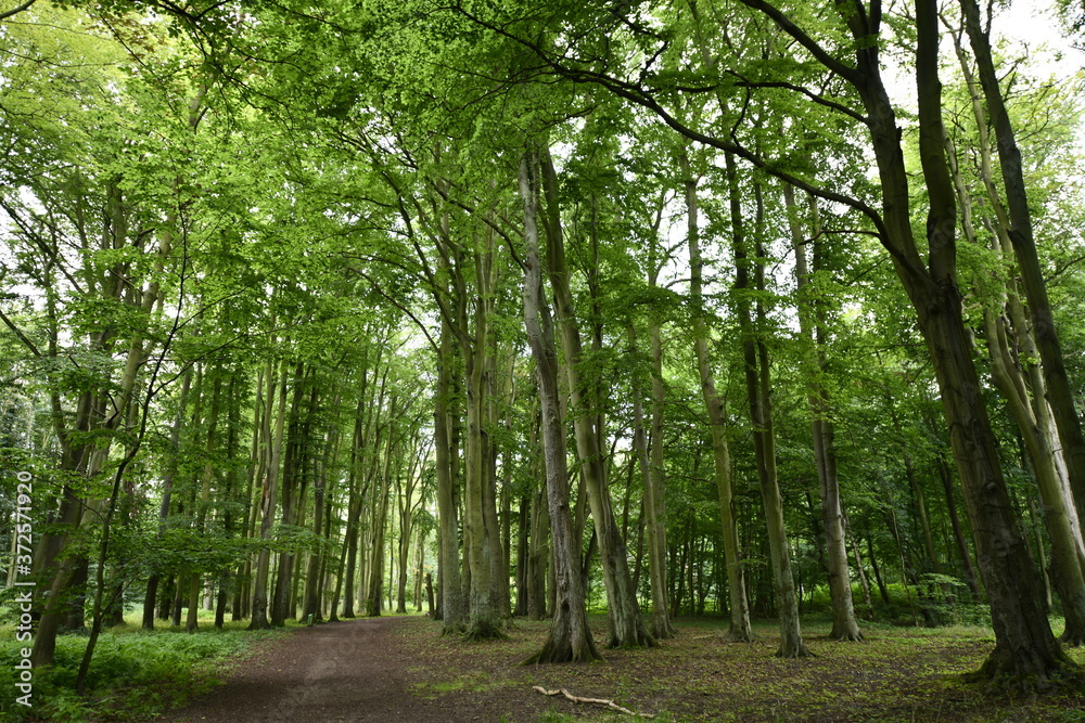 Fototapeta premium forest in the morning