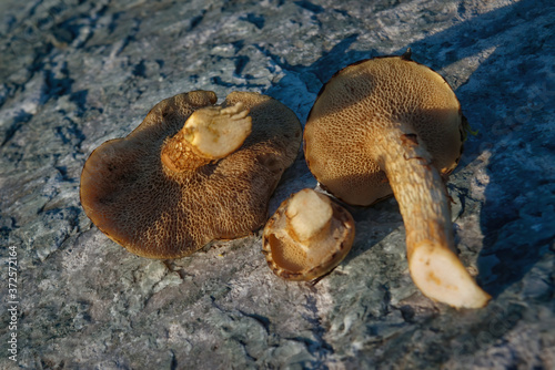 Mushroom Xerocomus subtomentosus over Stone Background. Autumn Cep Mushrooms. Mushrooms Picking. photo