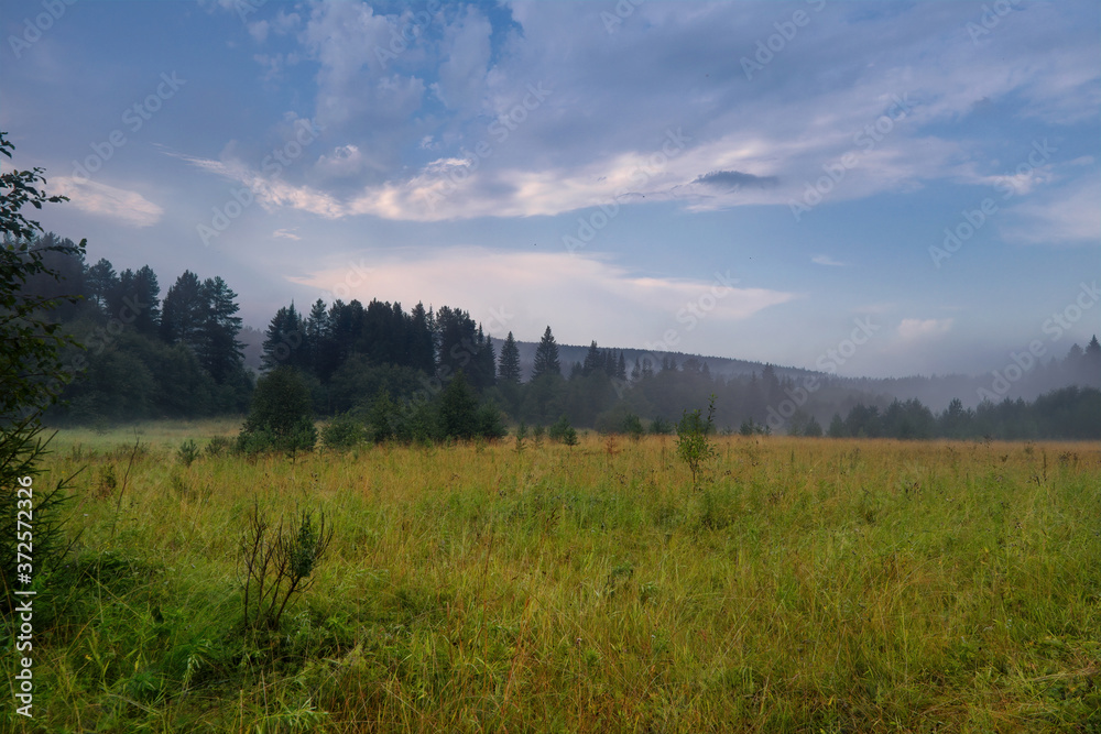 Summer landscape green meadow on a background of forest and cloudy sky.