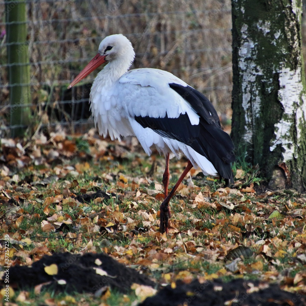 Fototapeta premium white stork in the nest