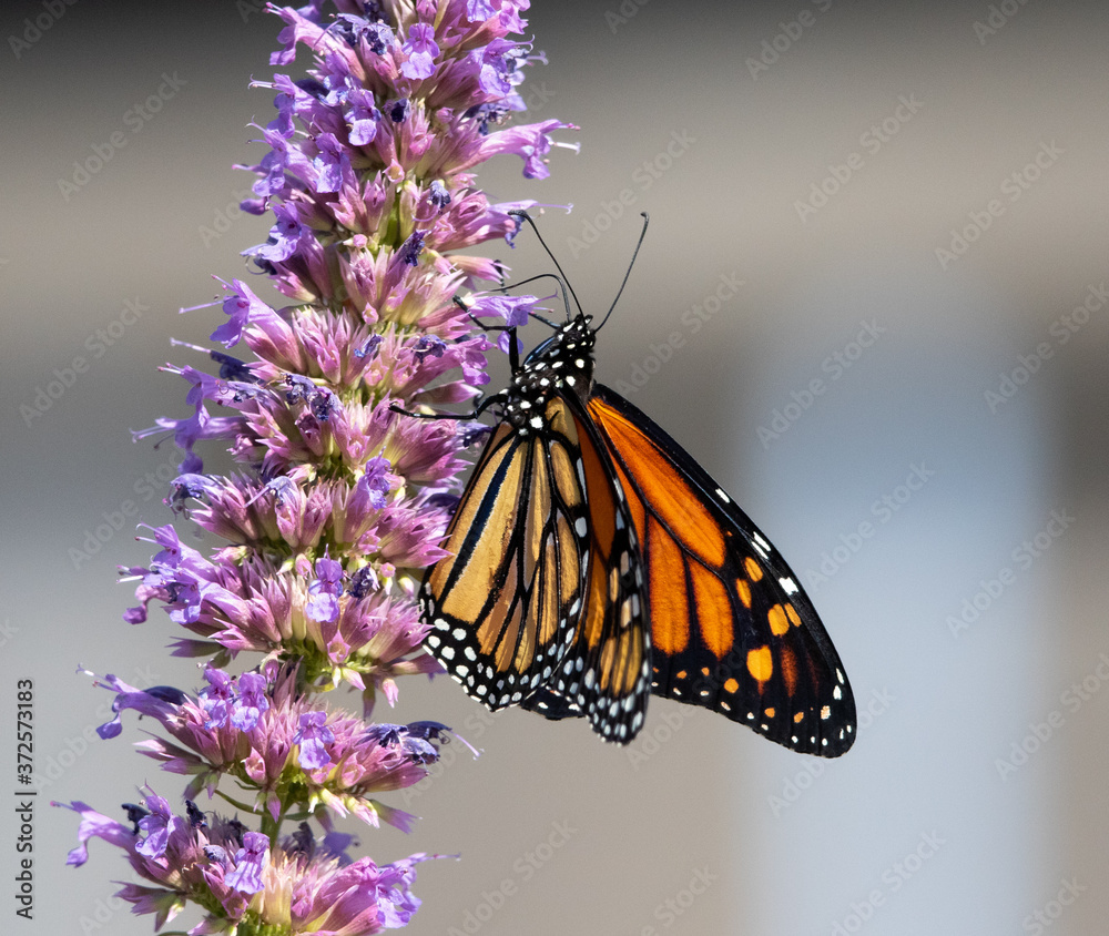 Obraz premium butterfly on flower