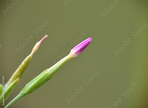 Detail of closed flower of Centaurium pulchellum plant. photo