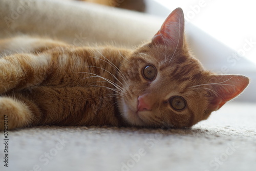portrait of a cat