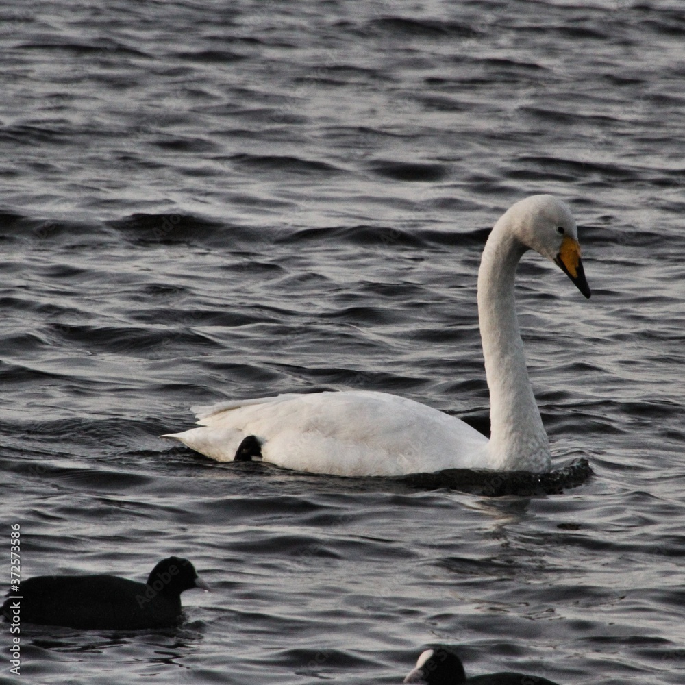 swan on the lake swan on the lake