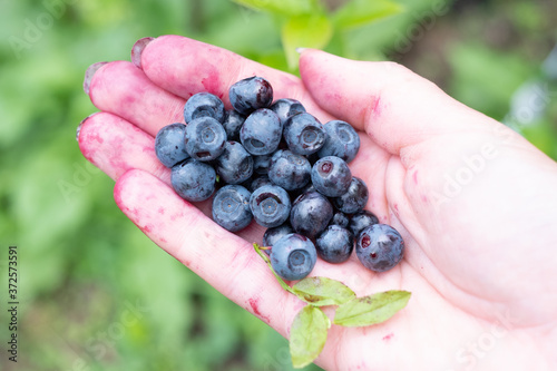 Handpicked wild blueberries (Vaccinium myrtillus). Smudgy hand holding forest berries.