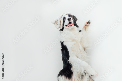 Fototapeta Naklejka Na Ścianę i Meble -  Funny studio portrait of cute smiling puppy dog border collie wearing warm knitted clothes white hat isolated on white background. Winter or autumn portrait of new lovely member of family little dog.