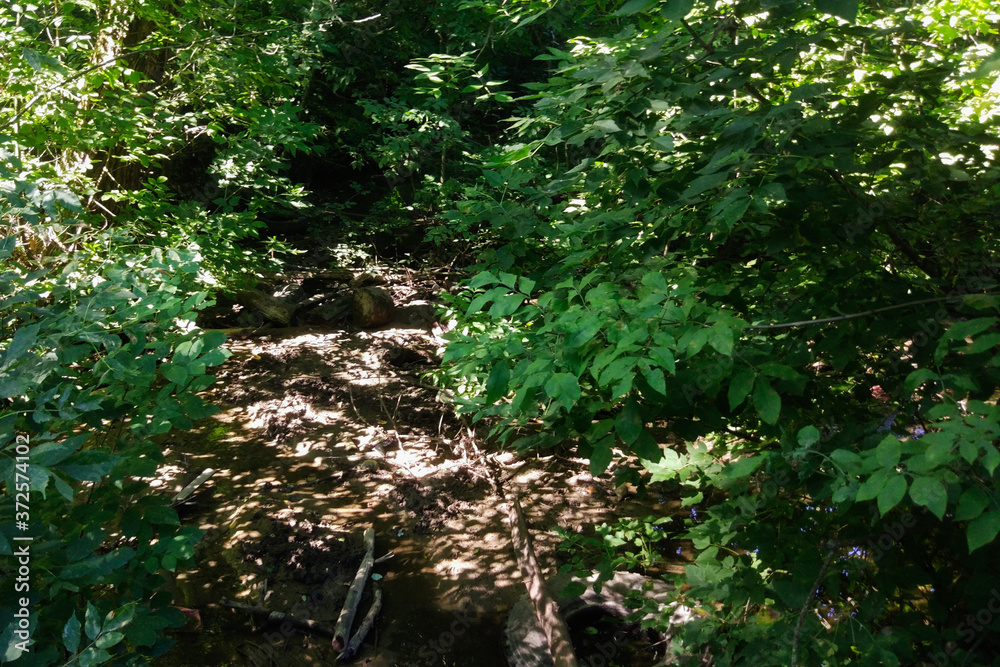 A small forest river is polluted with garbage. Plastic trash, foam, wood and dirty waste A small forest river is polluted with garbage. Plastic trash, foam, wood and dirty waste