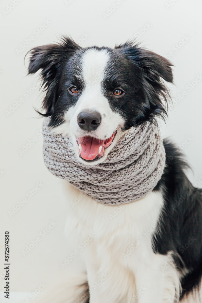 Funny studio portrait of cute smiling puppy dog border collie wearing warm clothes scarf around neck isolated on white background. Winter or autumn portrait of little dog. Funny studio portrait of cute smiling puppy dog border collie wearing warm clothes scarf around neck isolated on white background. Winter or autumn portrait of little dog.