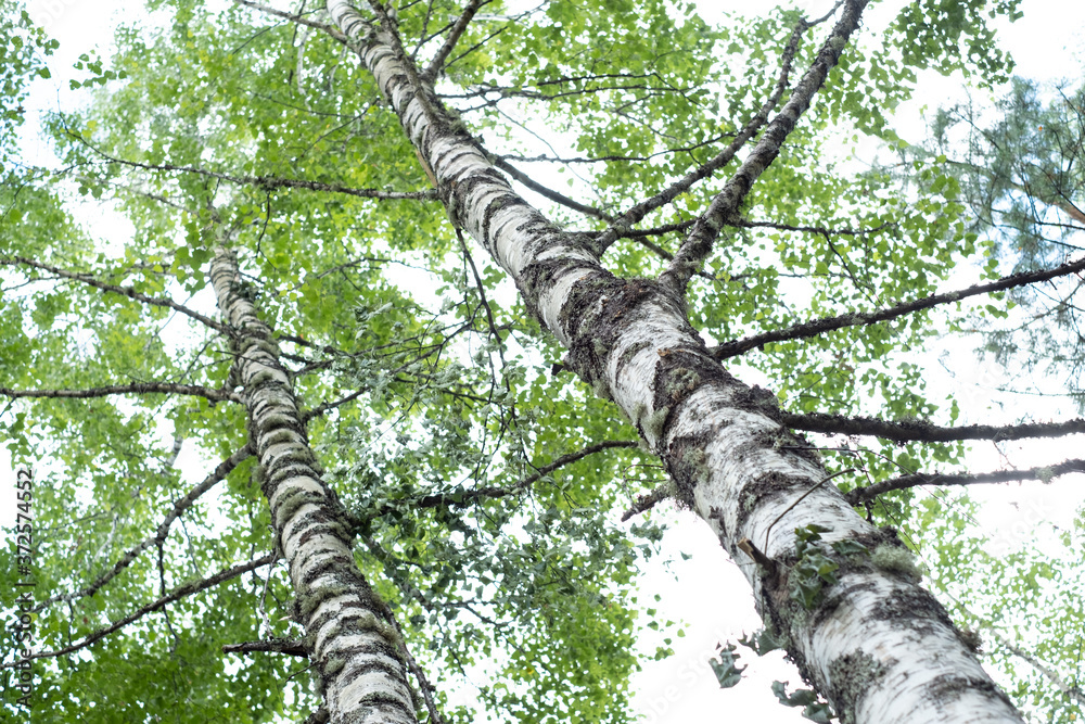 Fototapeta premium Green birch tree under sky.. Summer in the forest.