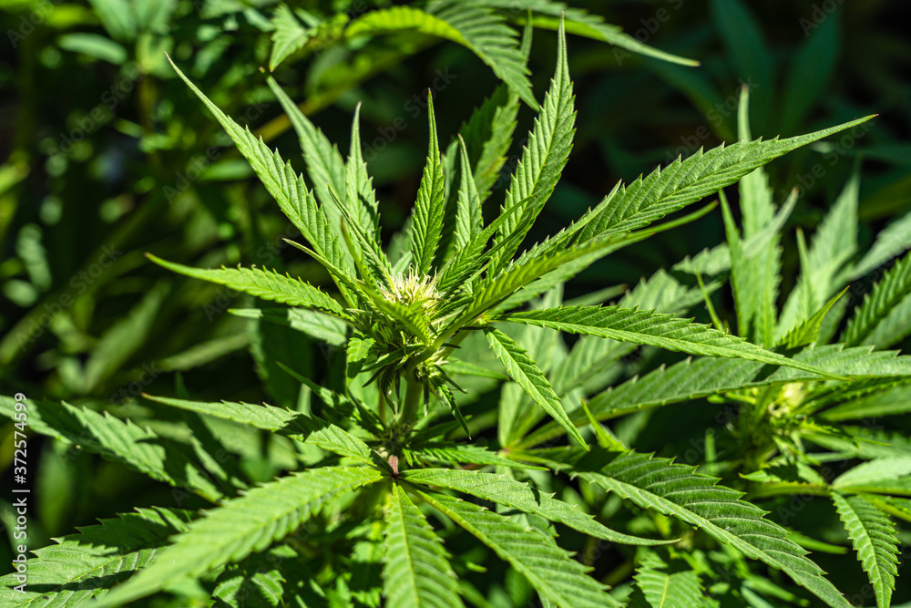 Mature cannabis plants Mature cannabis plants