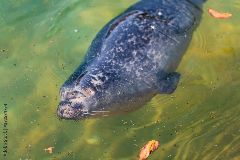 Fototapeta premium Cute baby seal sleeping in water