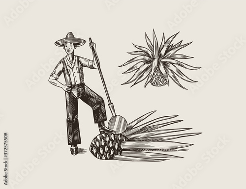 Agave Plant for Cooking tequila. Fruit and farmer and harvest. Retro poster or banner. Engraved hand drawn vintage sketch. Woodcut style. Vector illustration.