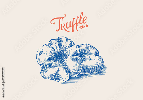 Truffles mushrooms badge or logo. Engraved hand drawn vintage sketch. Ingredient for cooking food. Woodcut style. Vector illustration.