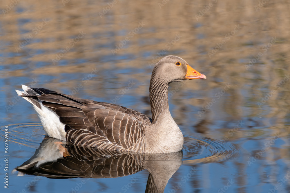 Greylag Goose Floating on water Greylag Goose Floating on water