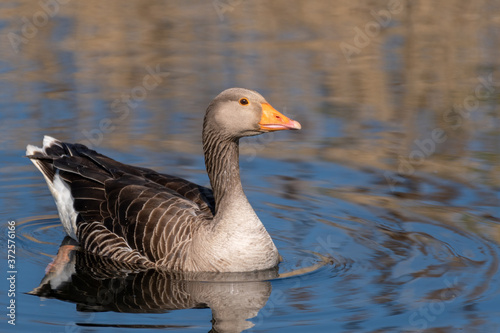 Greylag Goose Floating on water