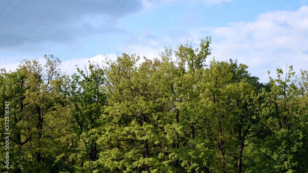 A combination of a slightly cloudy blue sky with the treetops. A combination of a slightly cloudy blue sky with the treetops.