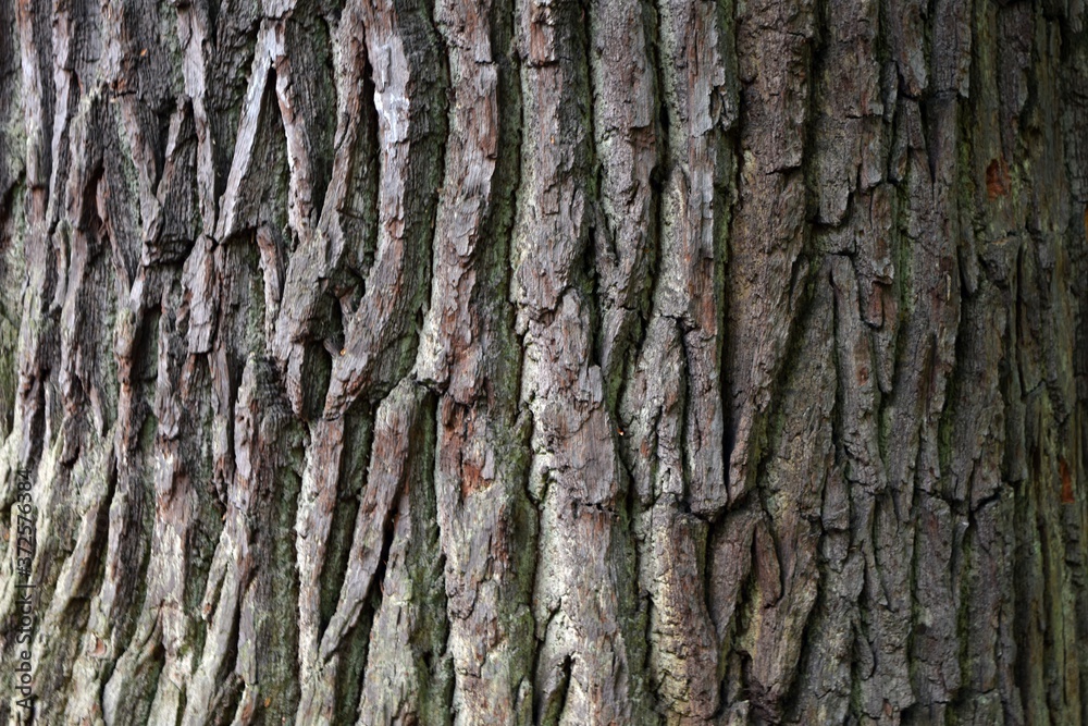 Photo of tree bark suitable as a background or texture. Photo of tree bark suitable as a background or texture.