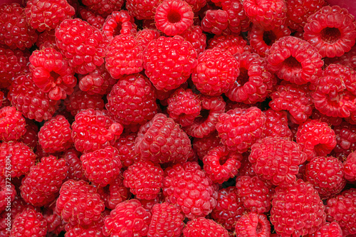 Big ripe fresh raspberry berries. Harvest background.