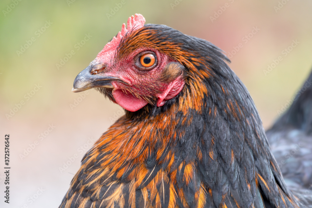 Close up Portrait of a Chicken