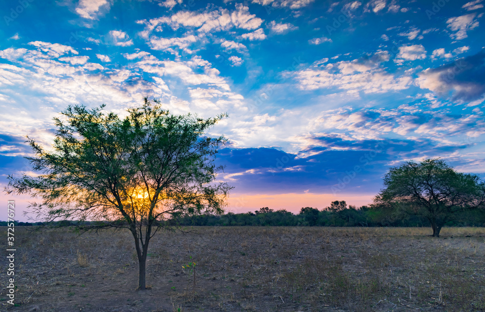 Fototapeta premium pequeño árbol de algarrobo con el sol detrás al atardecer