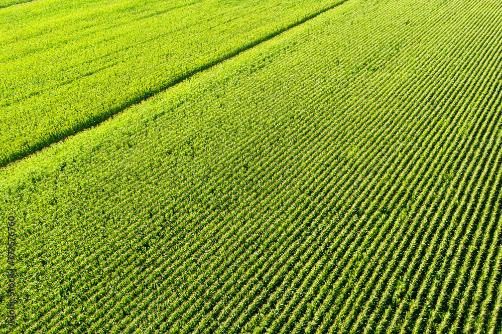 Aerial view of corn plantation Aerial view of corn plantation