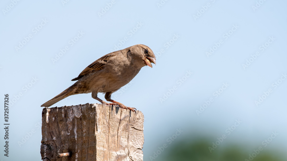 House Sparrow Perched on a Post House Sparrow Perched on a Post