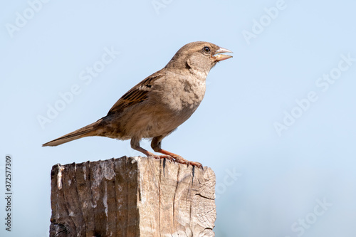 House Sparrow Perched on a Post
