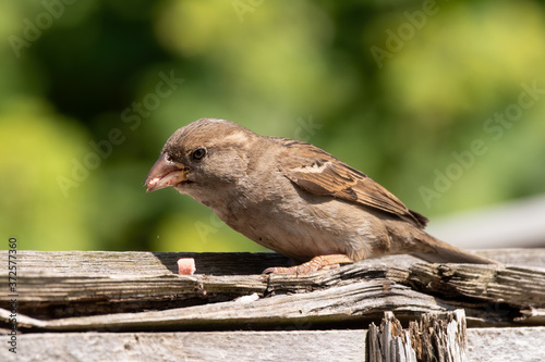 House Sparrow Feeding on a Panel Fence