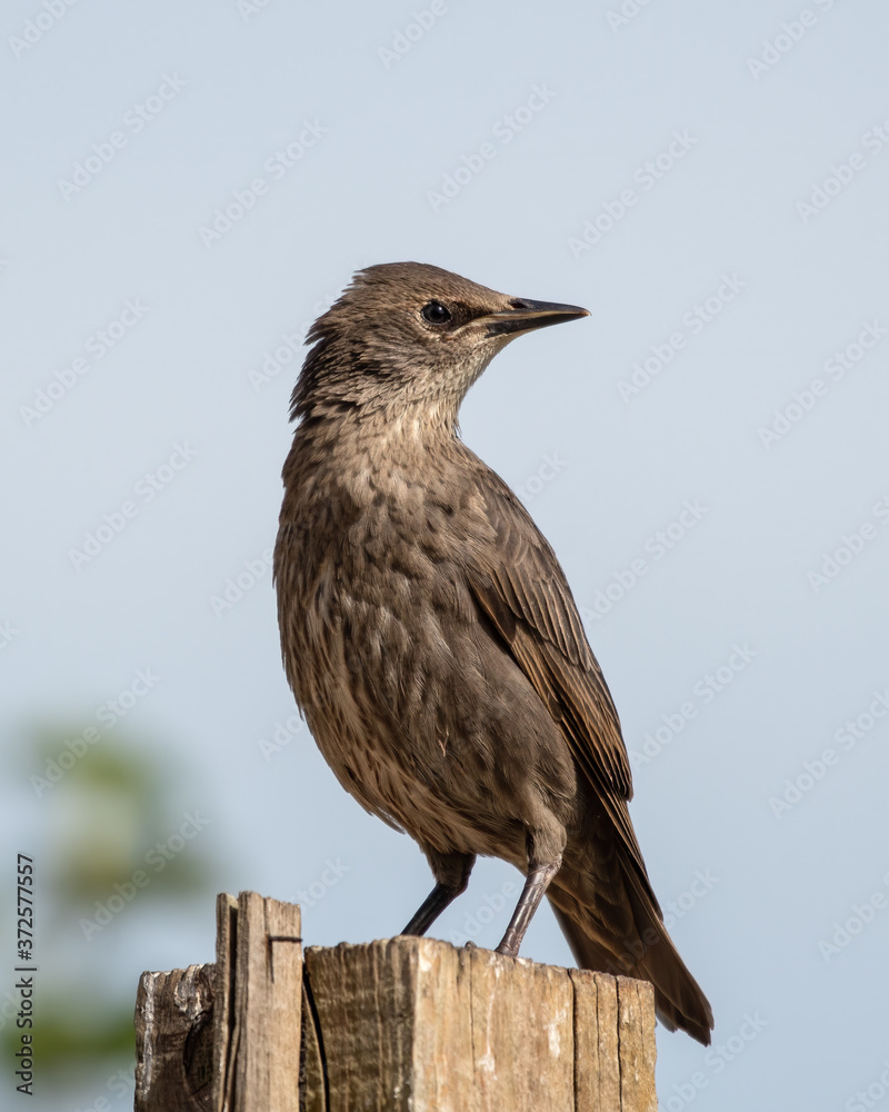 Fototapeta premium Young Starling Looking for Food