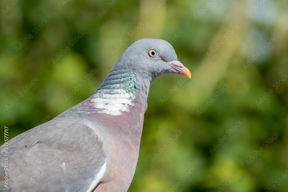 Close up Side profile Wood Pigeon Close up Side profile Wood Pigeon
