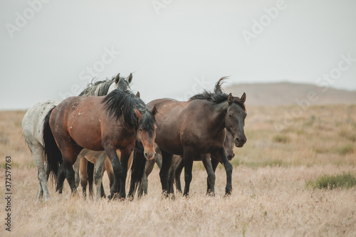 Wild mustangs in the Utah desert