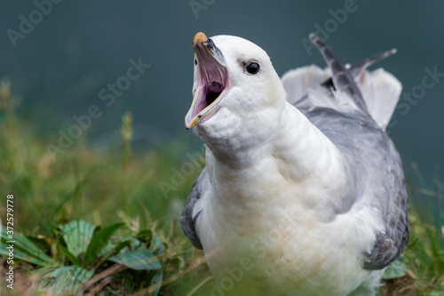 Fulmar with its Beak Open