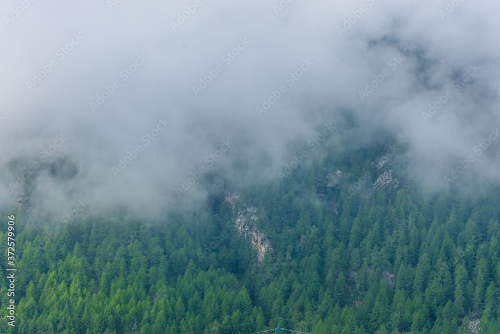 Fog in the alpine forest of Gran Paradiso National Park in Italy
