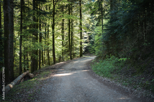 Dirt road in the forest. Summer time. Shade of trees on a hot day.