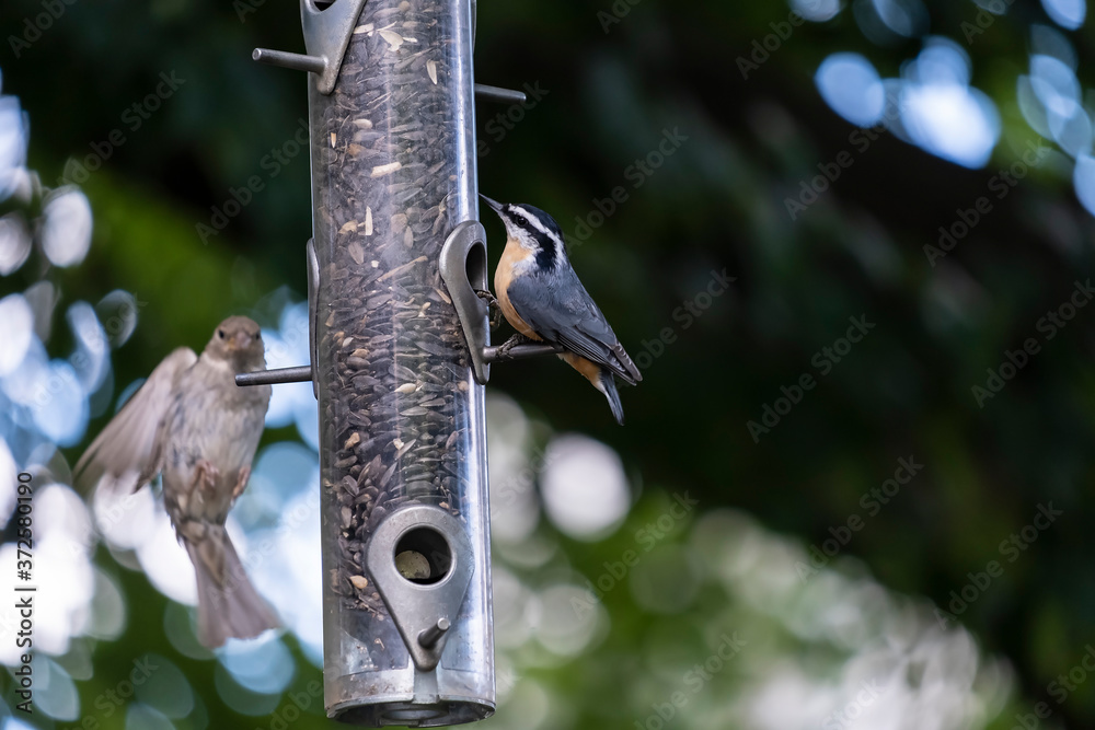 Red Breasted Nuthatch and a Sparrow at the Black Oil Sunflower Seed Feeder in a Backyard Red Breasted Nuthatch and a Sparrow at the Black Oil Sunflower Seed Feeder in a Backyard