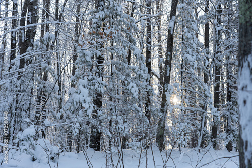 Snowy woods in wintertime