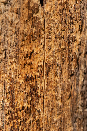 Closeup of tree trunk wood