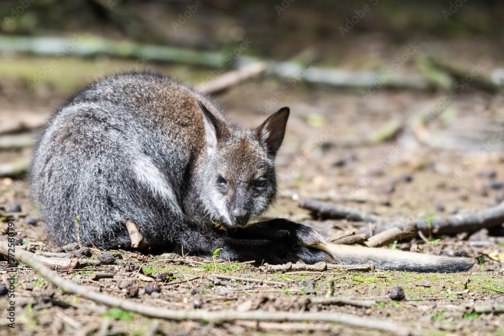 Young Wallaby Resting on the Ground Young Wallaby Resting on the Ground