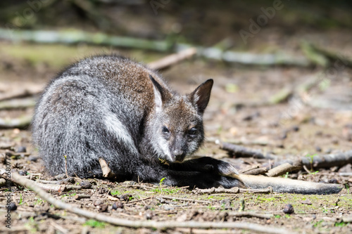 Young Wallaby Resting on the Ground