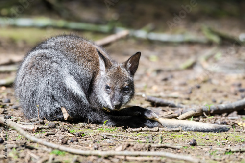 Young Wallaby Resting on the Ground