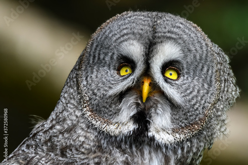 Close up Portrait Great Grey Owl