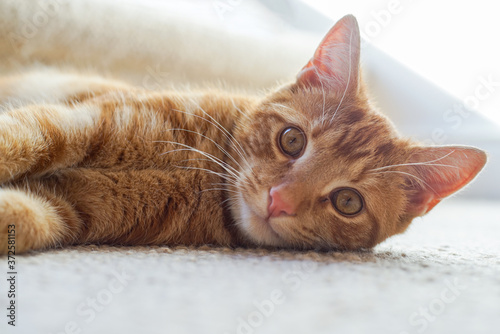 cat lying on the floor