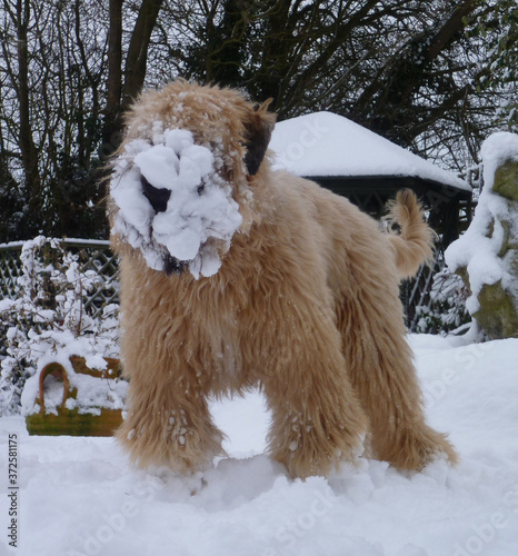 Obraz na plátne Ted the Wheaten Terrier