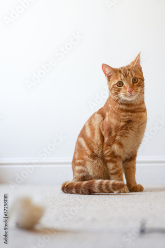 cat on floor