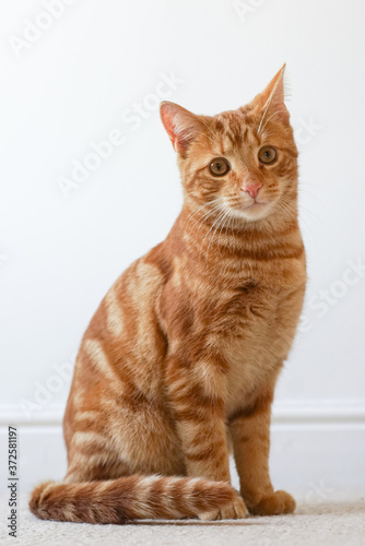 cat on a white background