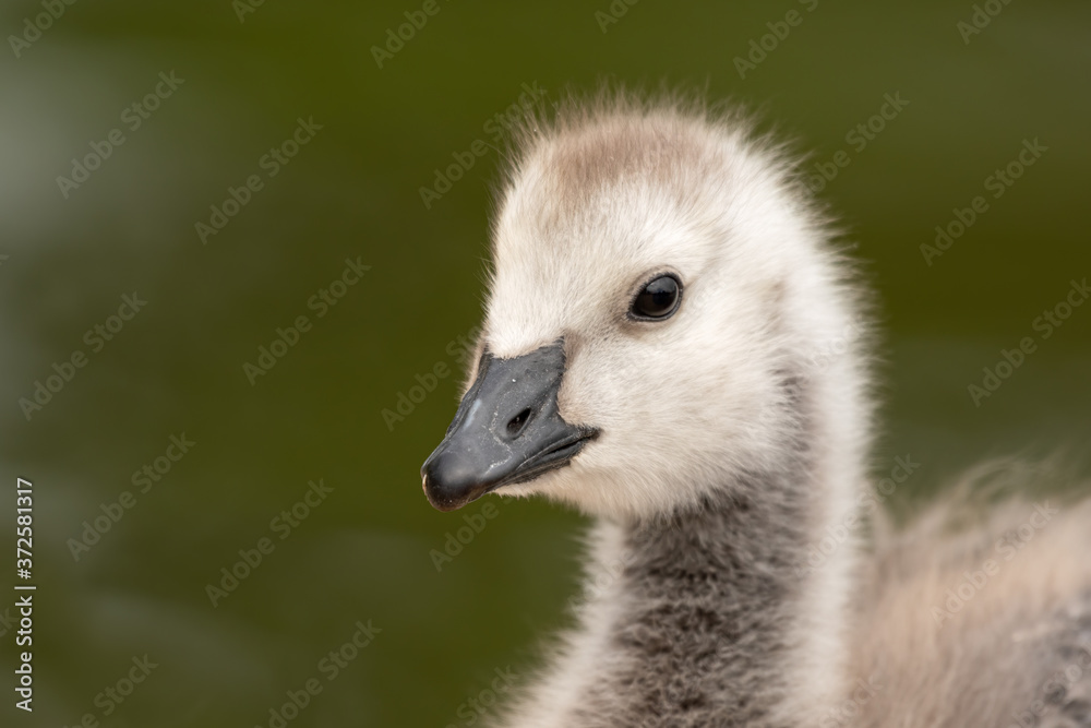 Young Barnacle Goose Resting in Grass Young Barnacle Goose Resting in Grass