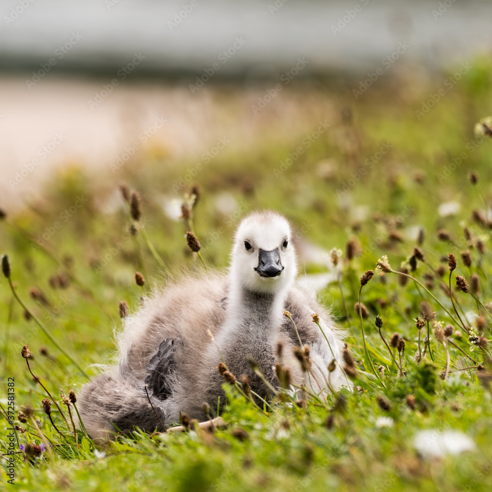 Fototapeta premium Young Barnacle Goose Resting in Grass