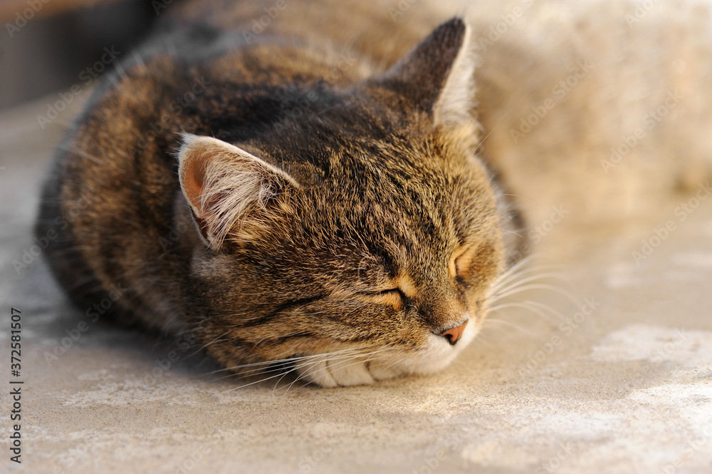 Fototapeta premium Cat lying down and sleeping in the outdoors.